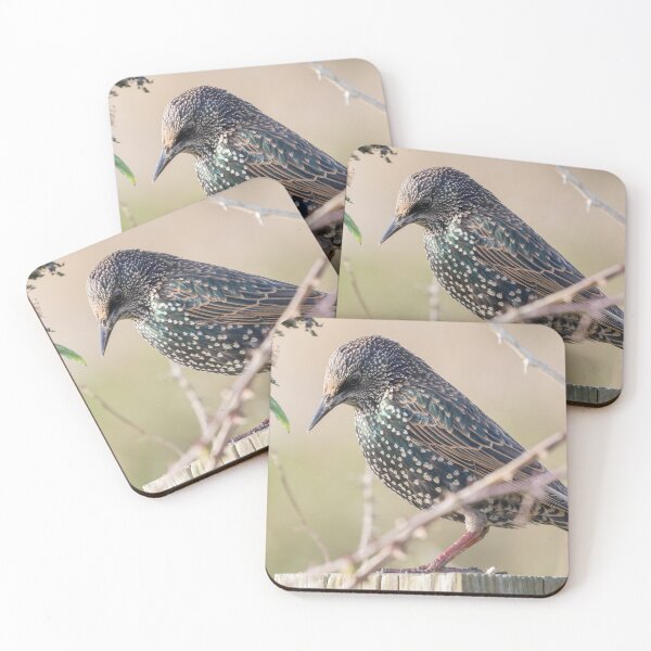 Item preview, Starling designed and sold by LaurenTucker.