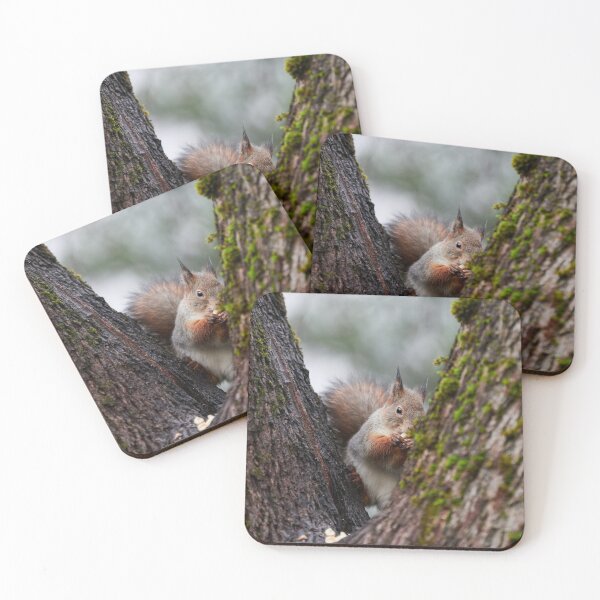 Item preview, Feeling a bit shy. Eurasian red squirrel designed and sold by Jouko Lehto Photography.