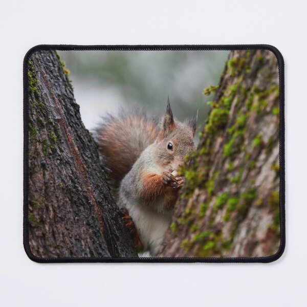 Item preview, Feeling a bit shy. Eurasian red squirrel designed and sold by Jouko Lehto Photography.