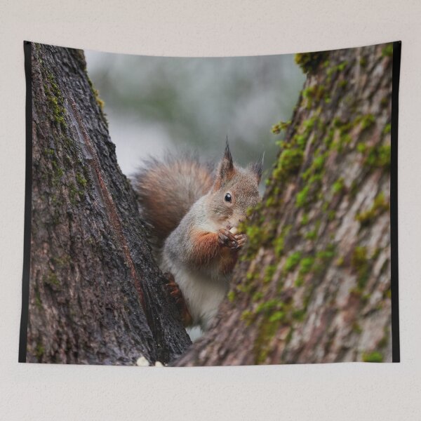 Item preview, Feeling a bit shy. Eurasian red squirrel designed and sold by Jouko Lehto Photography.