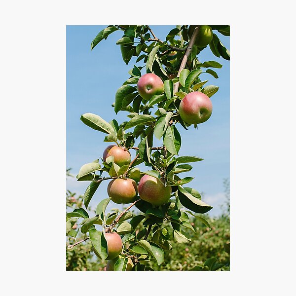 Item preview, Apple Tree designed and sold by Ally Schmidt.