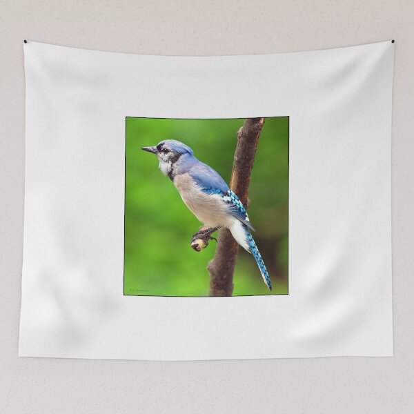 Item preview, Juvenile Bluejay designed and sold by AMacGPhilly.