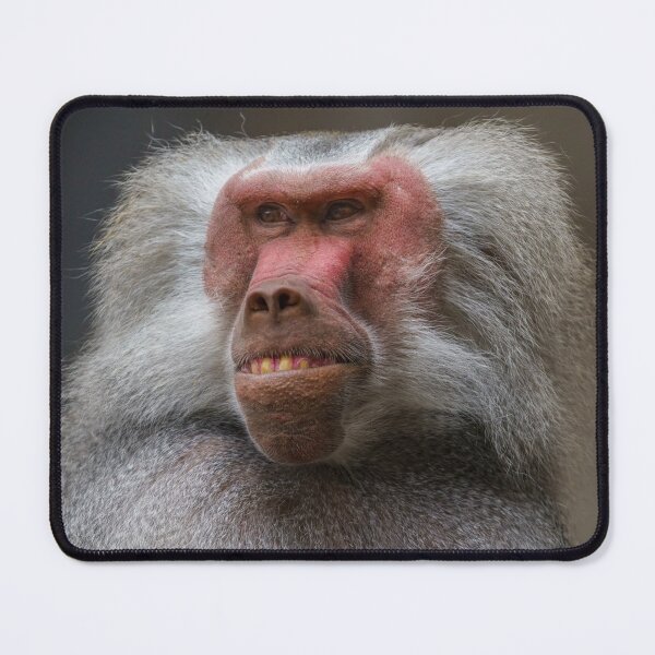 Item preview, Baboon Portrait designed and sold by rawshutterbug.
