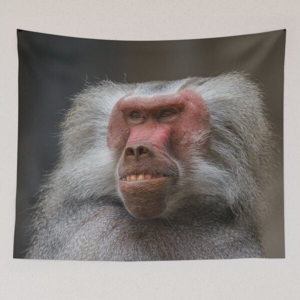 Item preview, Baboon Portrait designed and sold by rawshutterbug.