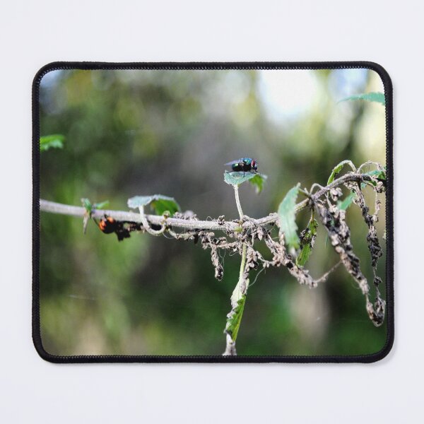 Item preview, A fly that takes rest on a rainy day ... designed and sold by Tableaux51.