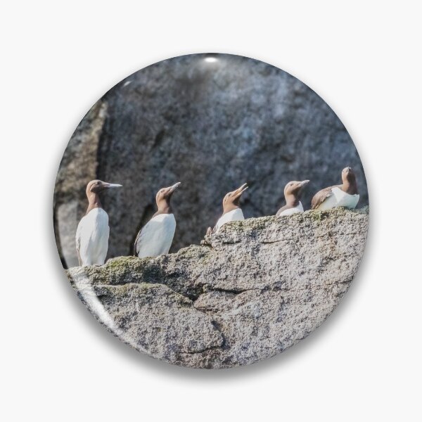 Item preview, Guillemots on the cliff ledges. designed and sold by Lyl Dil Creations.