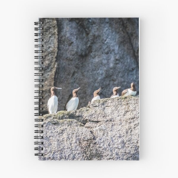 Item preview, Guillemots on the cliff ledges. designed and sold by Lyl Dil Creations.