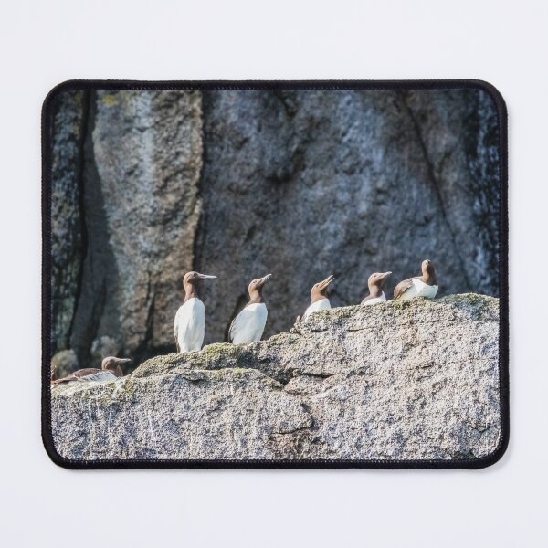 Item preview, Guillemots on the cliff ledges. designed and sold by Lyl Dil Creations.