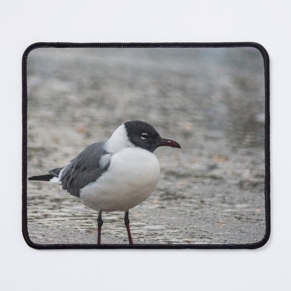 Item preview, Carolina gull designed and sold by KensLensDesigns.
