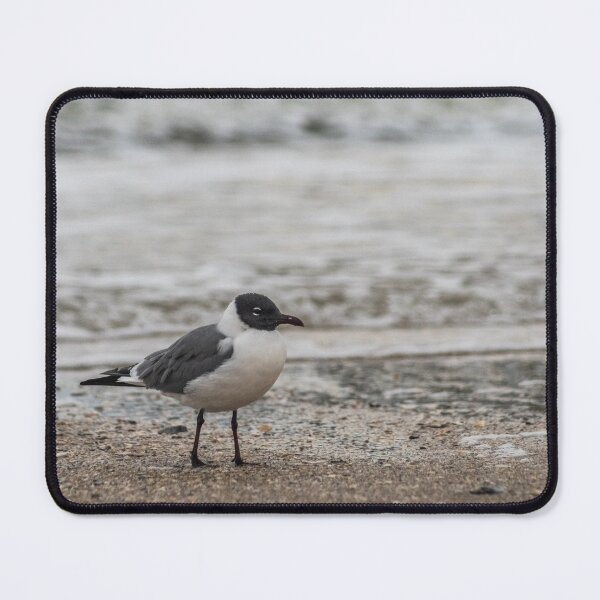 Item preview, Leucophaeus at sea designed and sold by KensLensDesigns.