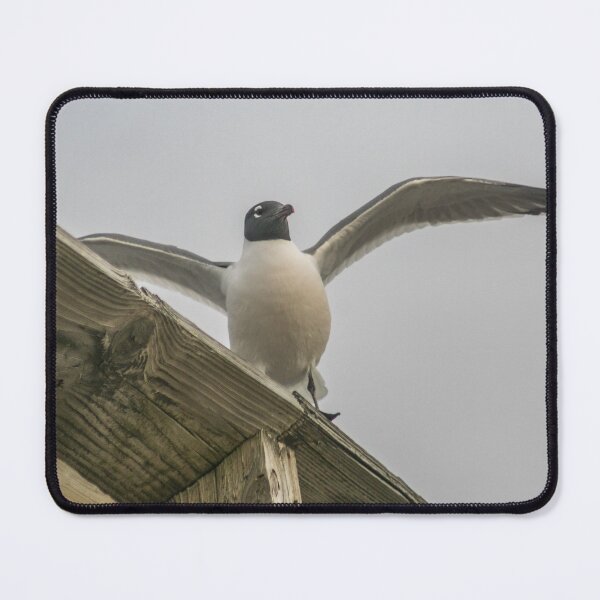 Item preview, Gull designed and sold by KensLensDesigns.