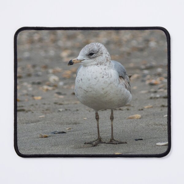 Item preview, Leucophaeus at beach designed and sold by KensLensDesigns.