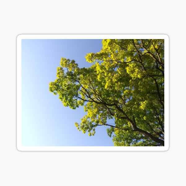 Item preview, Baum gegen einen klaren Himmel designed and sold by Flyaways.