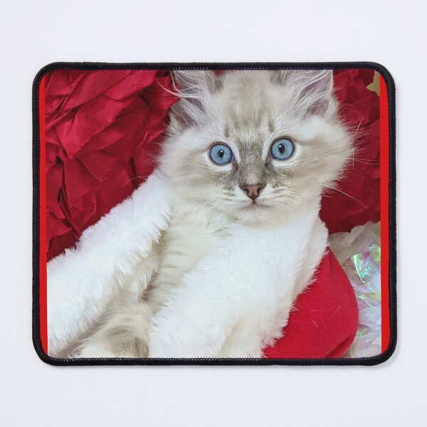 Item preview, Ragdoll kitten Christmas designed and sold by Fluffycat2020.