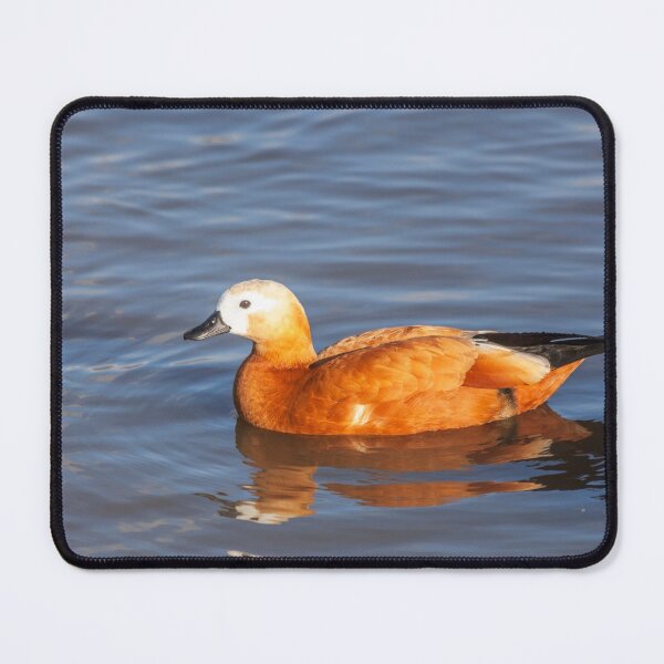Item preview, Female Ruddy Shelduck designed and sold by Graham Prentice.
