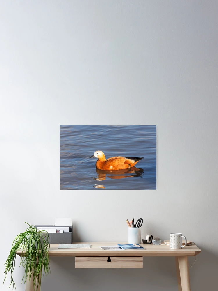Thumbnail 2 of 3, Poster, Female Ruddy Shelduck designed and sold by Graham Prentice.