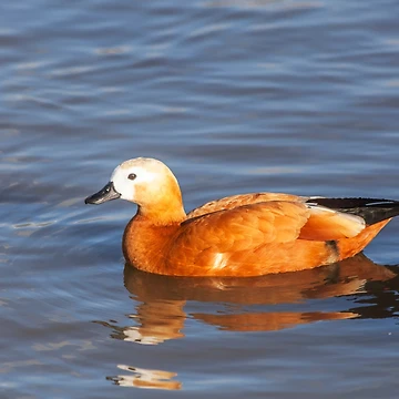 Artwork thumbnail, Female Ruddy Shelduck by Graham Prentice