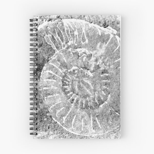 Item preview, Ammonite at Lyme  Dorset UK designed and sold by lynn carter.
