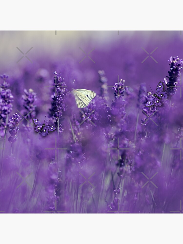 "Fading Lavender Flowers. Dark Purple Blooming Lavender Flower Field