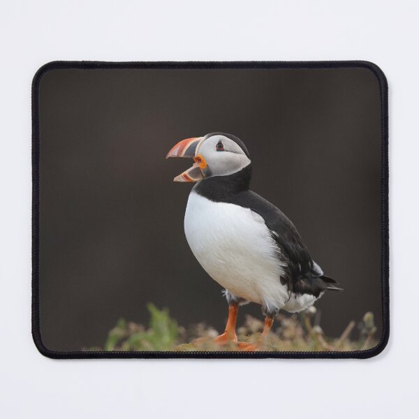 Item preview, Atlantic Puffin designed and sold by mlorenz.