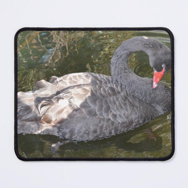 Item preview, Australian Black Swan designed and sold by MottoDigging.
