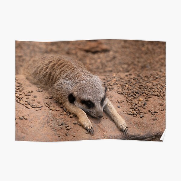 Cute Meerkat  Poster