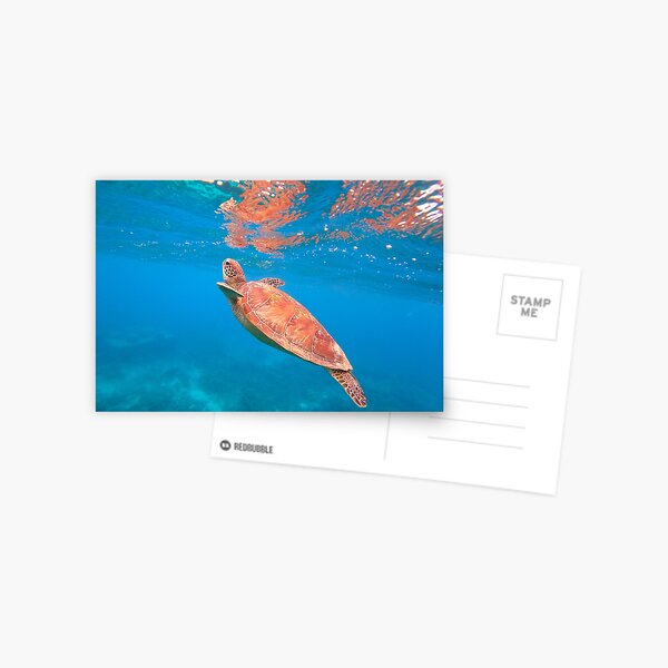 Turtle into the blue. Postcard