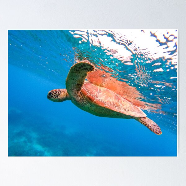 Swim with the turtle. Poster