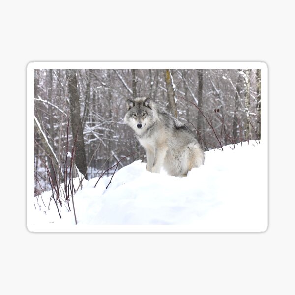 My Wolf : The kiss of the wolf Sticker