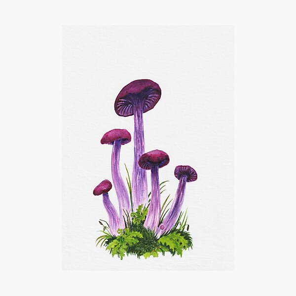 Amethyst Deceiver mushroom original watercolor art Photographic Print