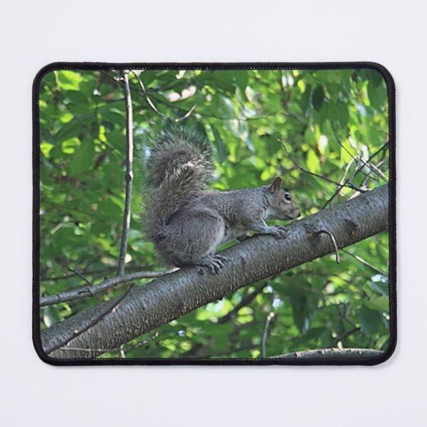 Item preview, Eastern Gray Squirrel Sitting on a Tree Branch designed and sold by JariHawk.