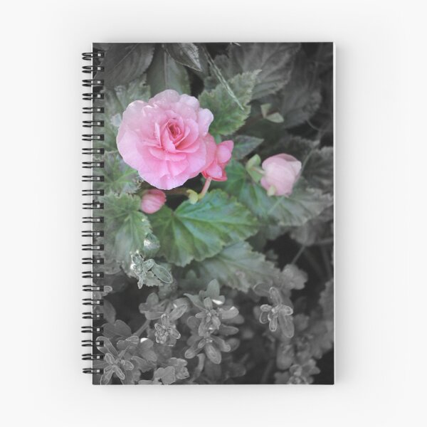 Artikelvorschau, Pink Reiger Begonia Flower Focal Schwarzweiß entworfen und verkauft von JariHawk.