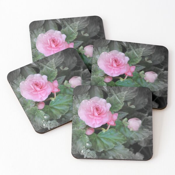 Item preview, Pink Reiger Begonia Flower Focal Black and White designed and sold by JariHawk.