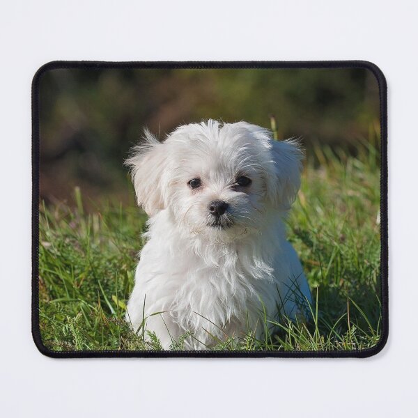 Item preview, cute dog designed and sold by TheVIP.