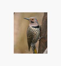 Northern Flicker Art Board