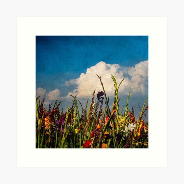 Colored Swords - Field of Gladiola Flowers in Bloom Art Print