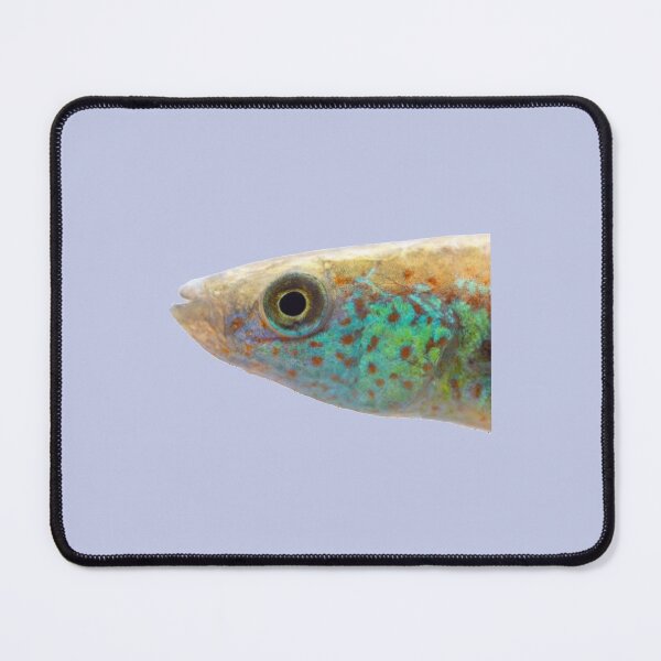 Item preview, Fundulus julisia - JLS designed and sold by Thesmoking.