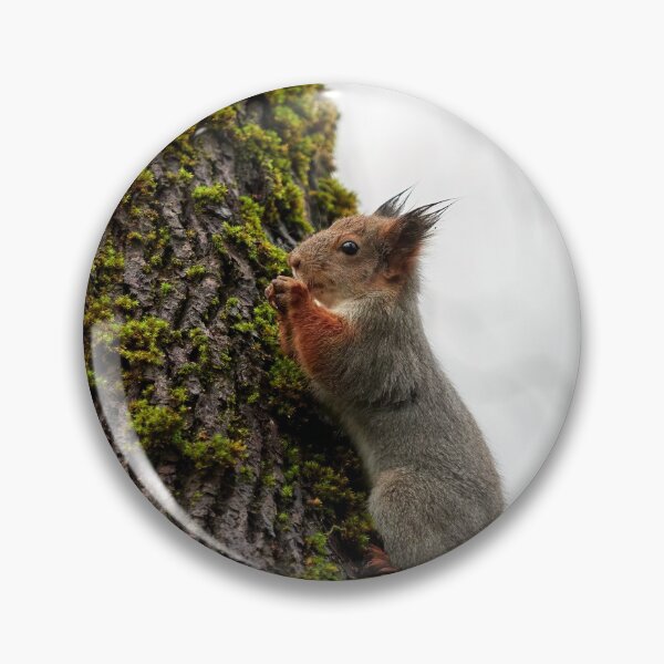 Item preview, Time to pray. Eurasian red squirrel designed and sold by Jouko Lehto Photography.