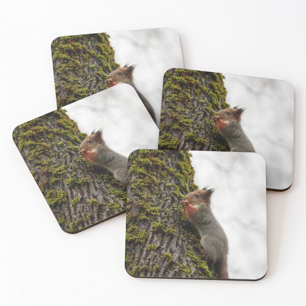 Item preview, Time to pray. Eurasian red squirrel designed and sold by Jouko Lehto Photography.