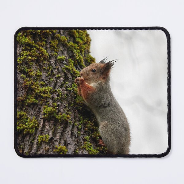 Item preview, Time to pray. Eurasian red squirrel designed and sold by Jouko Lehto Photography.