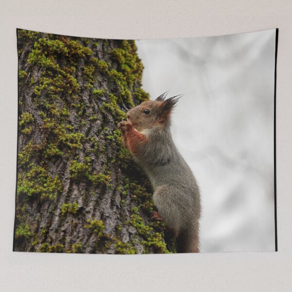 Item preview, Time to pray. Eurasian red squirrel designed and sold by Jouko Lehto Photography.