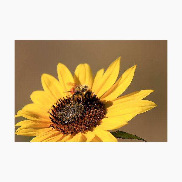 Bee and Sunflower Photographic Print