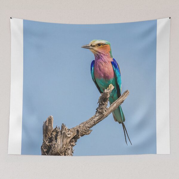 Item preview, Lilac-breasted roller (Coracias caudatus) designed and sold by Graham Prentice.