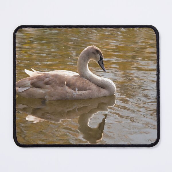 Item preview, Sleepy Cygnet designed and sold by Dorset Girl.