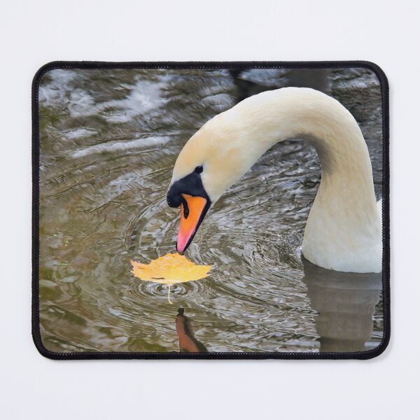 Item preview, Mute Swan with Autumn Leaf designed and sold by Dorset Girl.
