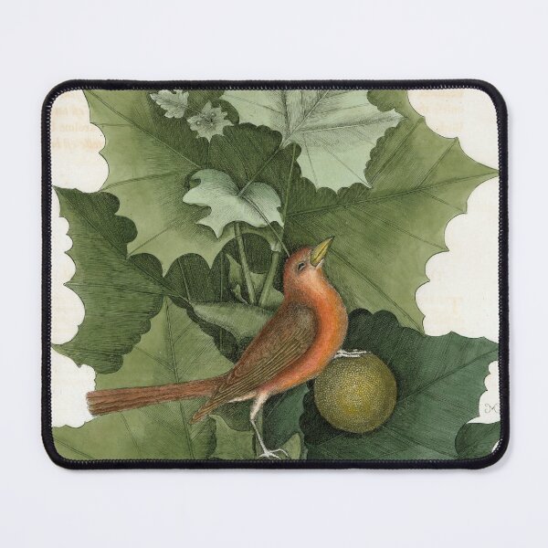 Item preview, The Summer Red-bird and the Western Plant-Tree designed and sold by Lloyd Library & Museum.