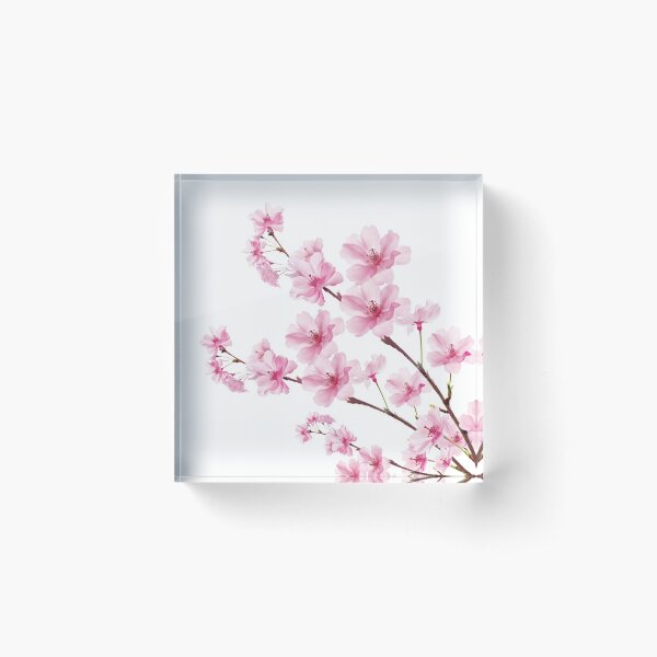 Sakura Cherry Blossom Acrylic Block