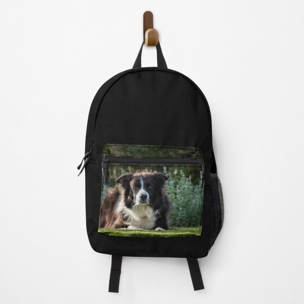 Item preview, Border Collie Dog designed and sold by Jane Stanley Photography.