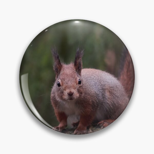 Item preview, From the forests so dark. Eurasian red squirrel designed and sold by Jouko Lehto Photography.