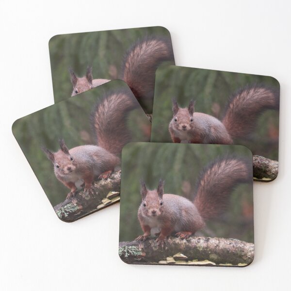 Item preview, From the forests so dark. Eurasian red squirrel designed and sold by Jouko Lehto Photography.